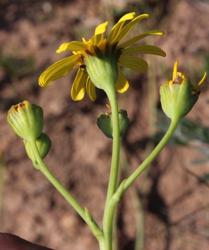Othonna macrophylla