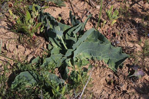 Othonna macrophylla