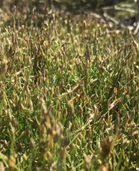 Eleocharis parvula