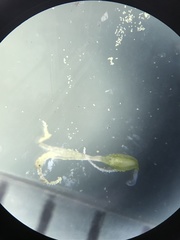 Eleocharis parvula