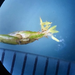 Eleocharis parvula