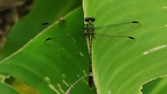 Erpetogomphus