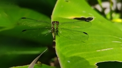Erpetogomphus