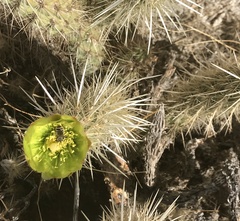Cylindropuntia ganderi