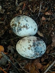 Caprimulgus europaeus