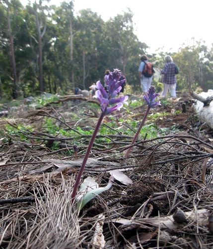 Lachenalia glaucina