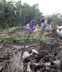 Lachenalia glaucina