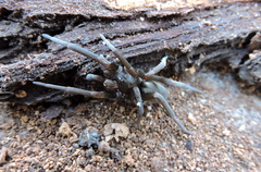 Kukulcania hibernalis