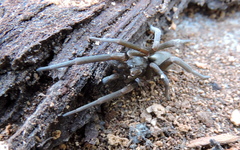 Kukulcania hibernalis