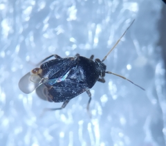 Charagochilus weberi