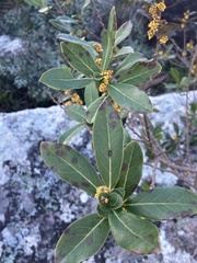 Azara uruguayensis