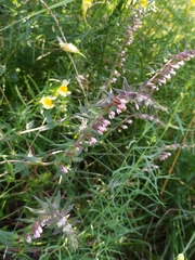 Charagochilus weberi