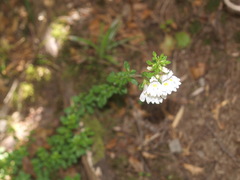 Euphrasia cuneata