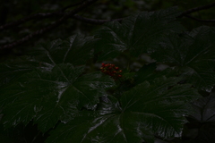 Oplopanax