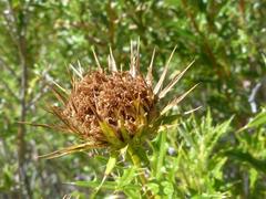 Berkheya chamaepeuce image