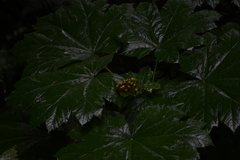 Oplopanax