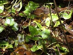 Potamogeton suboblongus