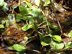 Potamogeton suboblongus