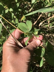 Taenidia integerrima