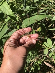 Taenidia integerrima