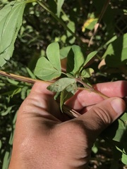 Taenidia integerrima