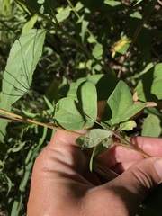 Taenidia integerrima