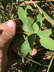 Taenidia integerrima