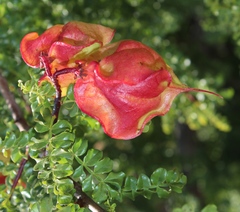 Erythrophysa alata