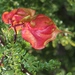 Namaqua Red Balloon - Photo (c) Tony Rebelo, some rights reserved (CC BY-SA), uploaded by Tony Rebelo