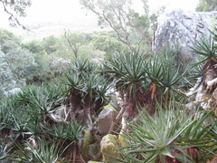 Aloe succotrina