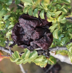 Erythrophysa alata