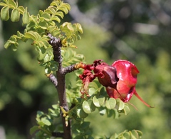 Erythrophysa alata