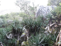 Aloe succotrina
