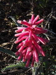 Veltheimia capensis