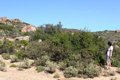 Erythrophysa alata