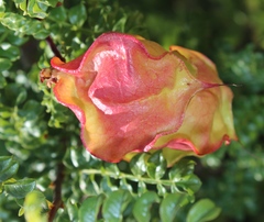 Erythrophysa alata