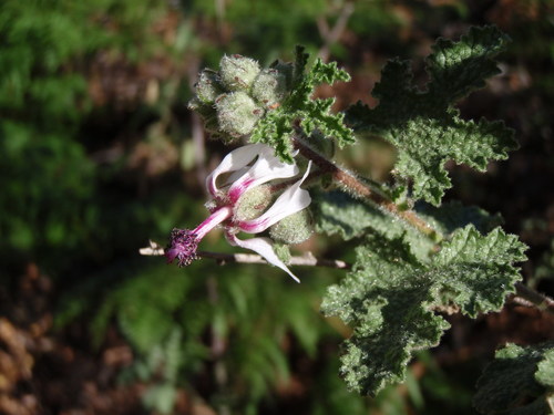 Anisodontea reflexa (Anisodontea reflexa)