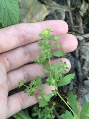 Potentilla rivalis
