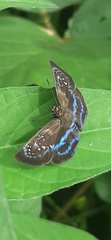 Quadrus contubernalis