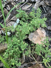 Potentilla rivalis