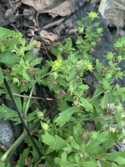 Potentilla rivalis
