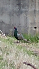 Phasianus versicolor
