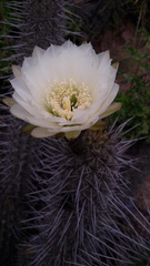Trichocereus nigripilis