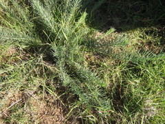 Lebeckia