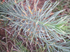 Lebeckia