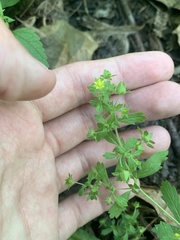 Potentilla rivalis