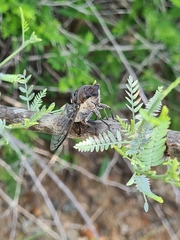 Diceroprocta digueti