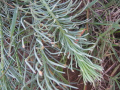 Lebeckia