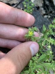 Potentilla rivalis