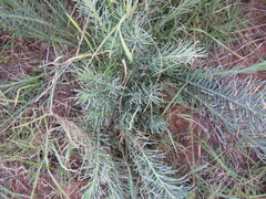 Lebeckia